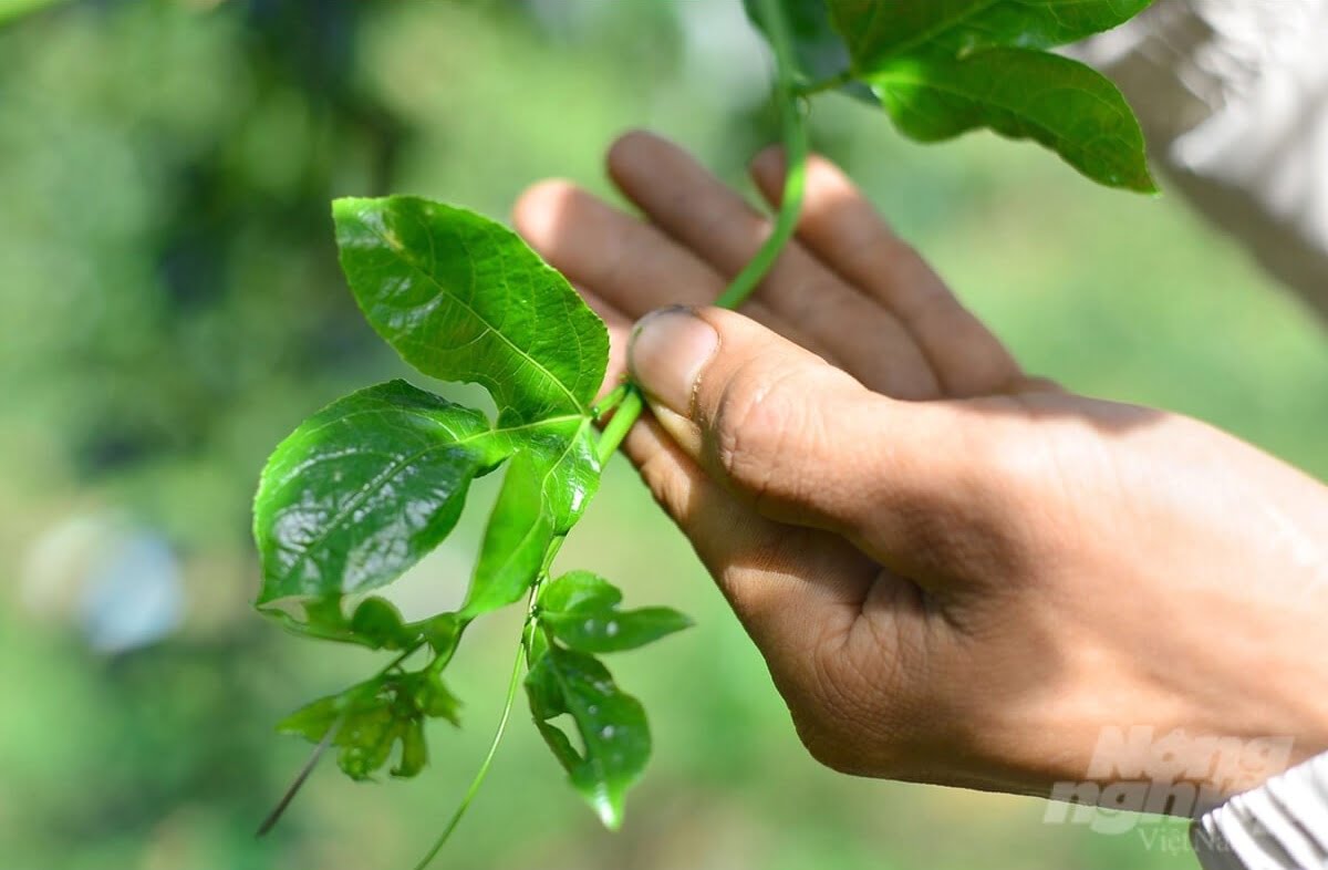 Trồng chanh xen lẫn cà phê giúp người nông dân cải thiện thu nhập đáng kể