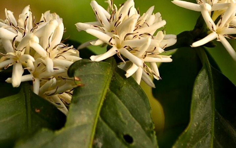 cà phê bourbon