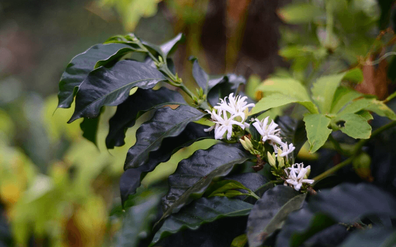 Finca el lechero