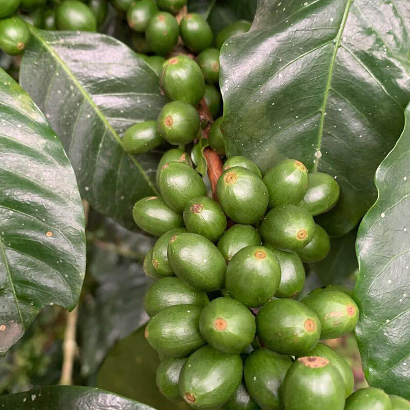 Finca Soledad Sidra