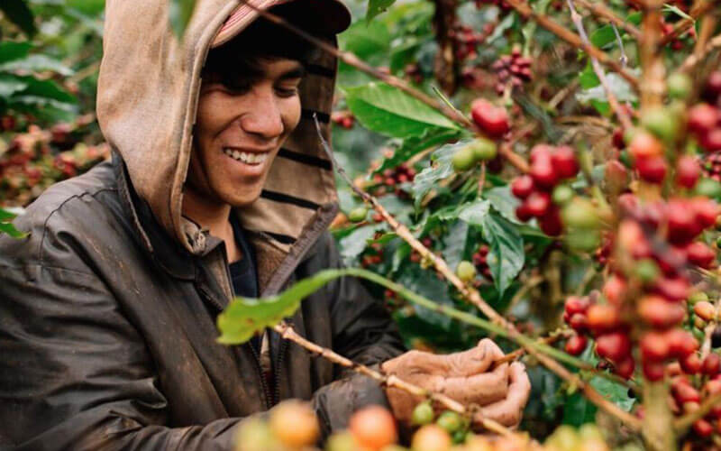 Nông lâm kết hợp đảm bảo bền vững cho tương lai ngành cà phê