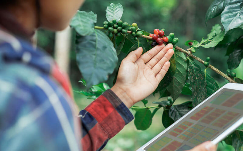 dự án nông lâm kết hợp cà phê và cacao tại Indonesia