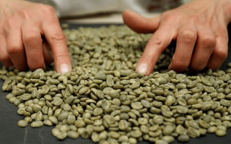 Tại sao phân loại cà phê nhân xanh lại quan trọng? Làm thế nào để tiêu  chuẩn hoá việc phân loại?
