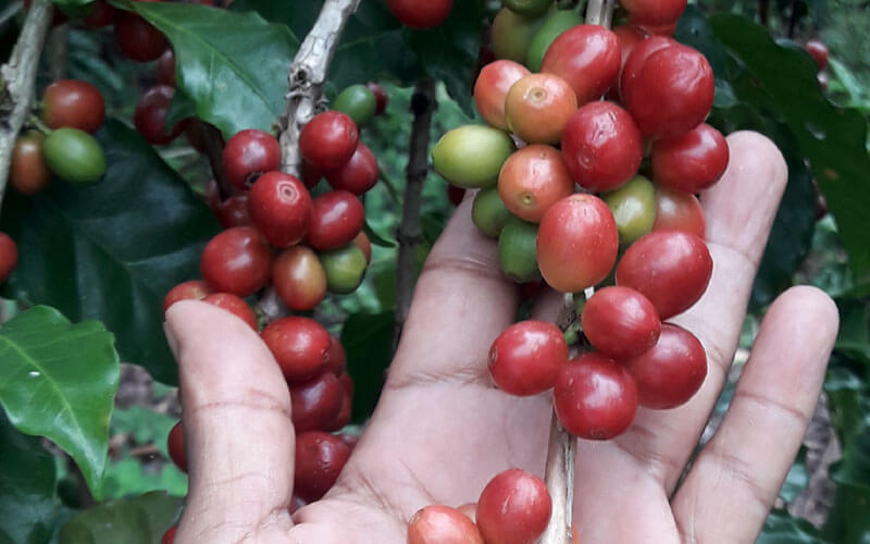 Sản lượng cà phê Mexico