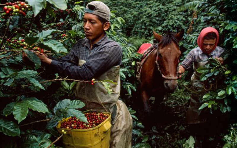 Sự khác biệt giữa nhà sản xuất cà phê và nông dân