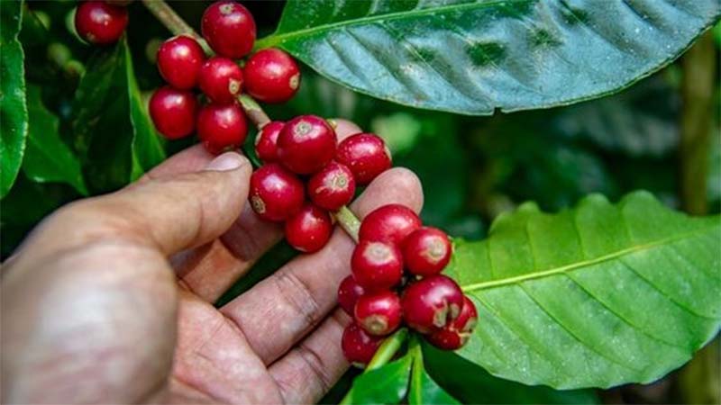 Giá cà phê tăng cao nhưng tại sao người nông dân lại không vui?