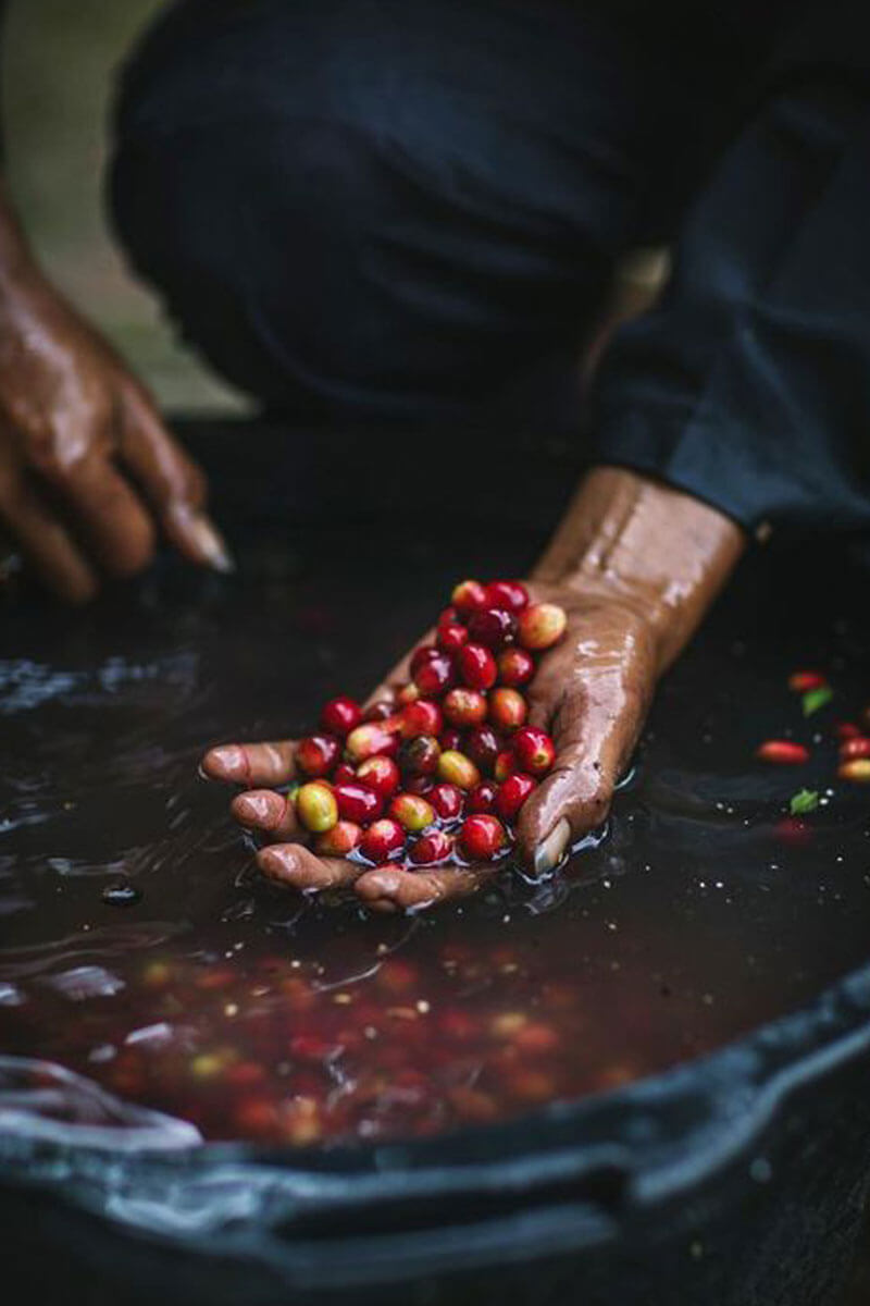 Giải pháp tối ưu cho việc sử dụng nước trong sản xuất cà phê Arabica