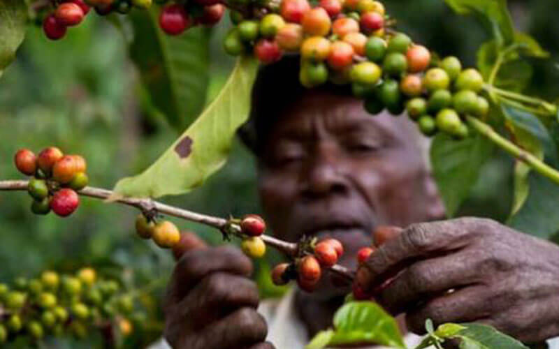 Biến đổi khí hậu đe doạ đến sự sống của cây cà phê như thế nào