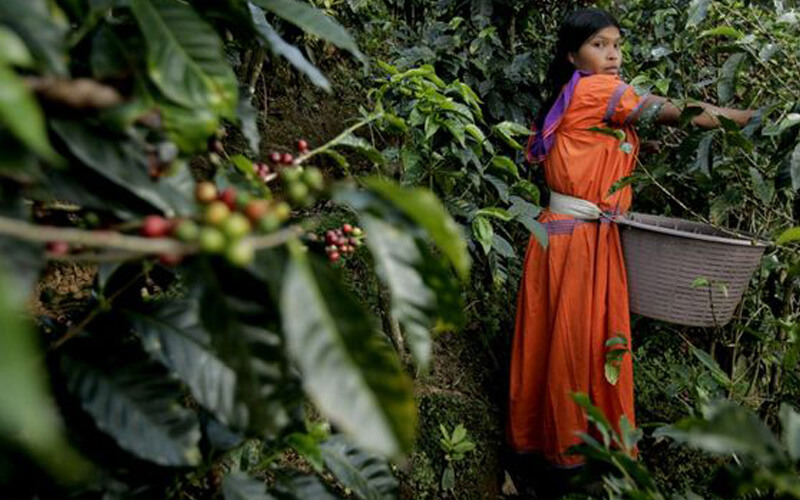 Nghiên cứu định chuẩn thu nhập cho nông dân trồng cà phê