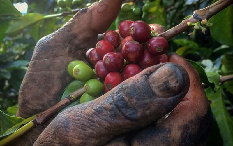 Nghiên cứu định chuẩn thu nhập cho nông dân trồng cà phê