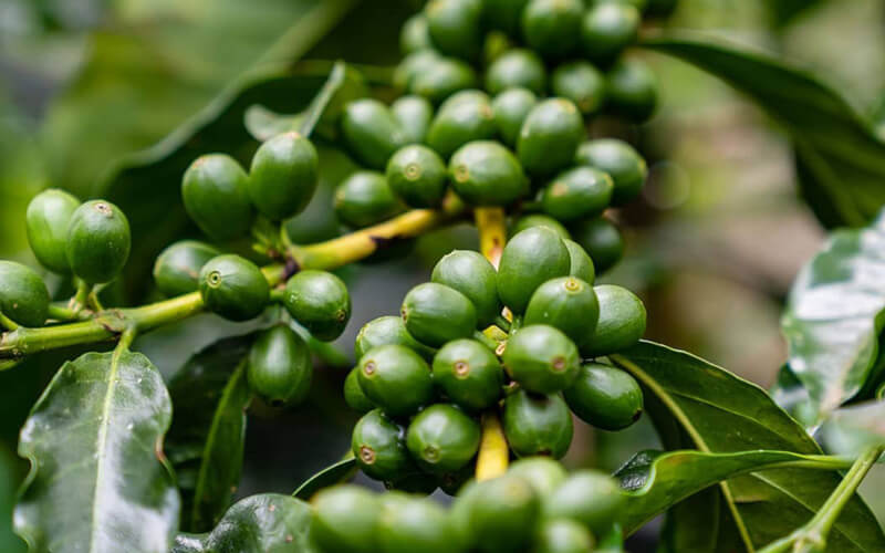 nạn phá rừng trong sản xuất cà phê