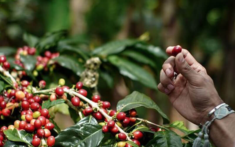 nạn phá rừng trong sản xuất cà phê