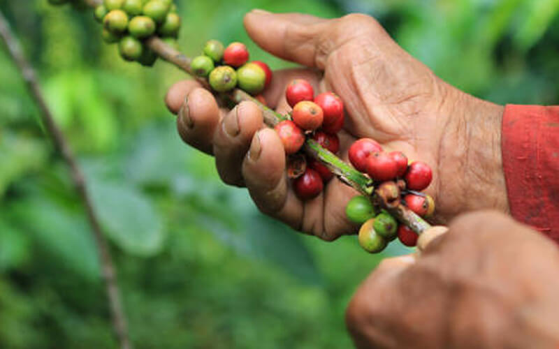 ngành cà phê sri lanka