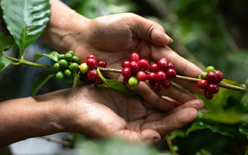 cà phê tại Colombia
