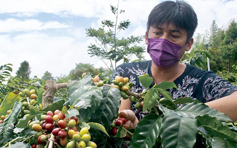 ngành cà phê Đài Loan