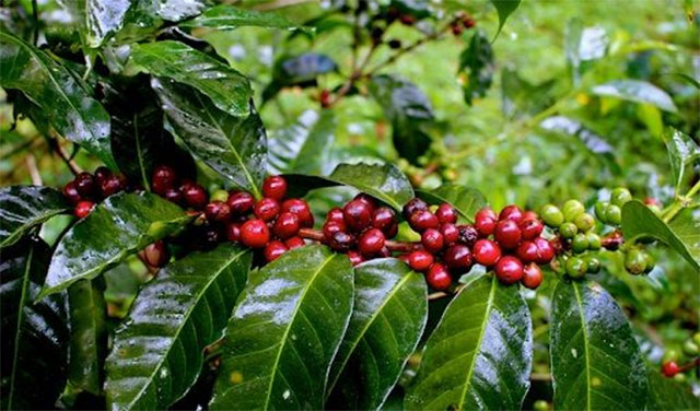 Sản lượng cà phê tăng trên 10% với phương pháp hái quả chín