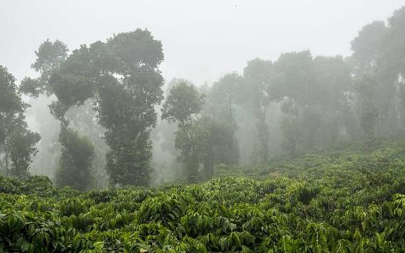 nông dân sản xuất cà phê tại Ấn Độ