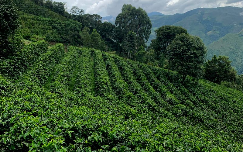 Finca La Palestina Gesha #4346