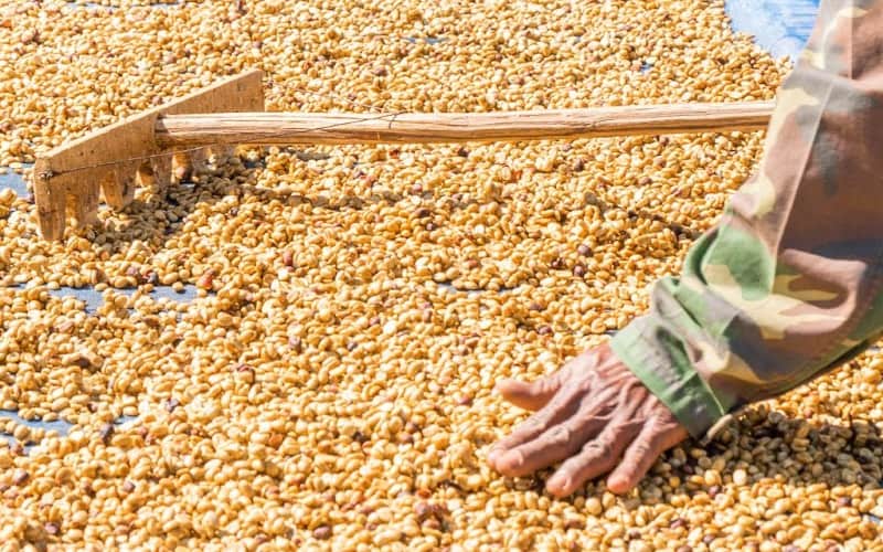 tiêu thụ cà phê toàn cầu