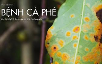 Các loại bệnh trên cây cà phê thường gặp và cách giải quyết