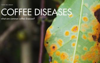 Common Coffee Diseases
