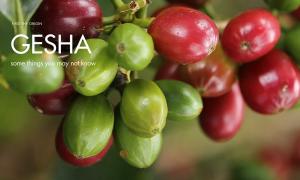 Some things you may not know about Gesha coffee