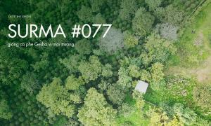 Cà phê Surma – Giống cà phê Gesha vì môi trường