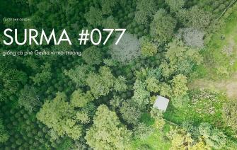Cà phê Surma – Giống cà phê Gesha vì môi trường
