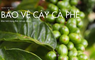 Cách bảo vệ cà phê khỏi tình trạng thời tiết cực đoan