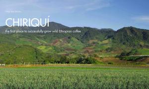 Chiriqui – The first place to successfully grow wild Ethiopian coffee