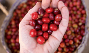Gesha Village Coffee Estate – Ethiopian coffee restructuring brand