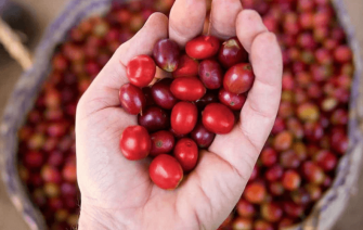 Gesha Village Coffee Estate – Ethiopian coffee restructuring brand