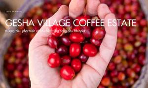 Gesha Village Coffee Estate – Thương hiệu phát triển cà phê bền vững hàng đầu Ethiopia