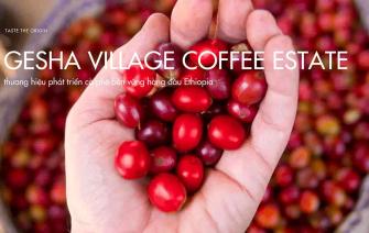 Gesha Village Coffee Estate – Thương hiệu phát triển cà phê bền vững hàng đầu Ethiopia