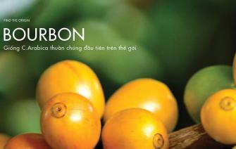 Cà phê Bourbon – Giống cà phê thuần chủng đầu tiên trên thế giới