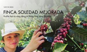 Mejorada Finca Soledad – Live eggplant profile from Intag Ecuador valley