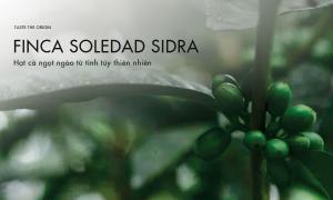Finca Soledad Sidra – Sweet eggplant from the essence of nature