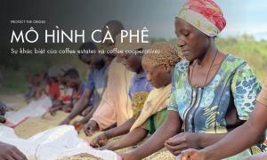 Sự khác biệt giữa coffee estates và coffee cooperatives