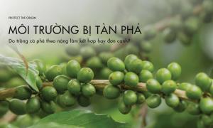 Sản xuất cà phê theo nông lâm kết hợp hay đơn canh sẽ phá hoại môi trường?