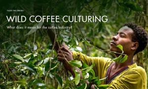 What does wild coffee farming mean for the coffee industry?