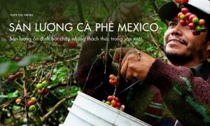 Sản lượng cà phê Mexico tăng bất chấp những thách thức trong sản xuất