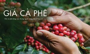 Giá cà phê tăng cao nhưng tại sao người nông dân lại không vui?