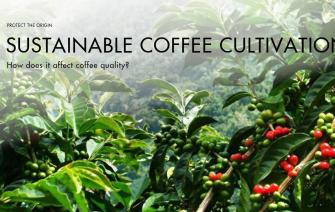 How does sustainable coffee production affect coffee quality?