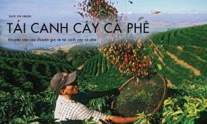 Khuyến cáo của chuyên gia về tái canh cây cà phê