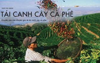 Khuyến cáo của chuyên gia về tái canh cây cà phê