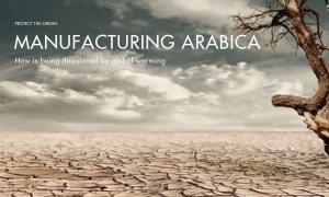 Arabica coffee production is under serious threat due to global warming
