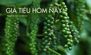 Giá tiêu hôm nay. Xem giá tiêu hôm nay chính xác