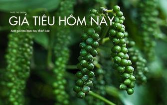 Giá tiêu hôm nay. Xem giá tiêu hôm nay chính xác