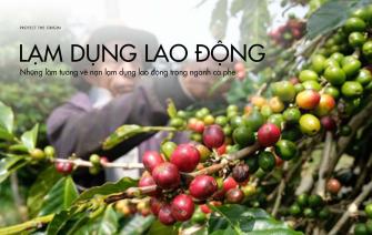 Những lầm tưởng về nạn lạm dụng lao động trong ngành cà phê