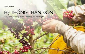 Hệ thống thân đơn – Sáng kiến phát huy tối đa tiềm năng của cây cà phê